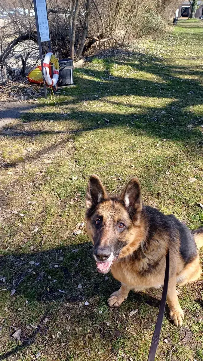 Aaron - Deutscher Schäferhund - Bild 2