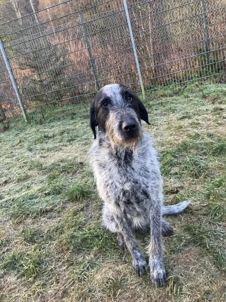 Kira -  - Bild 4
