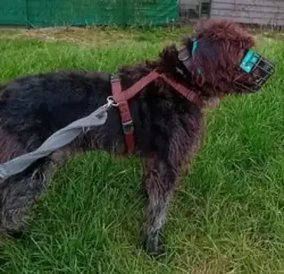 Catalino – Hund – Bild 3