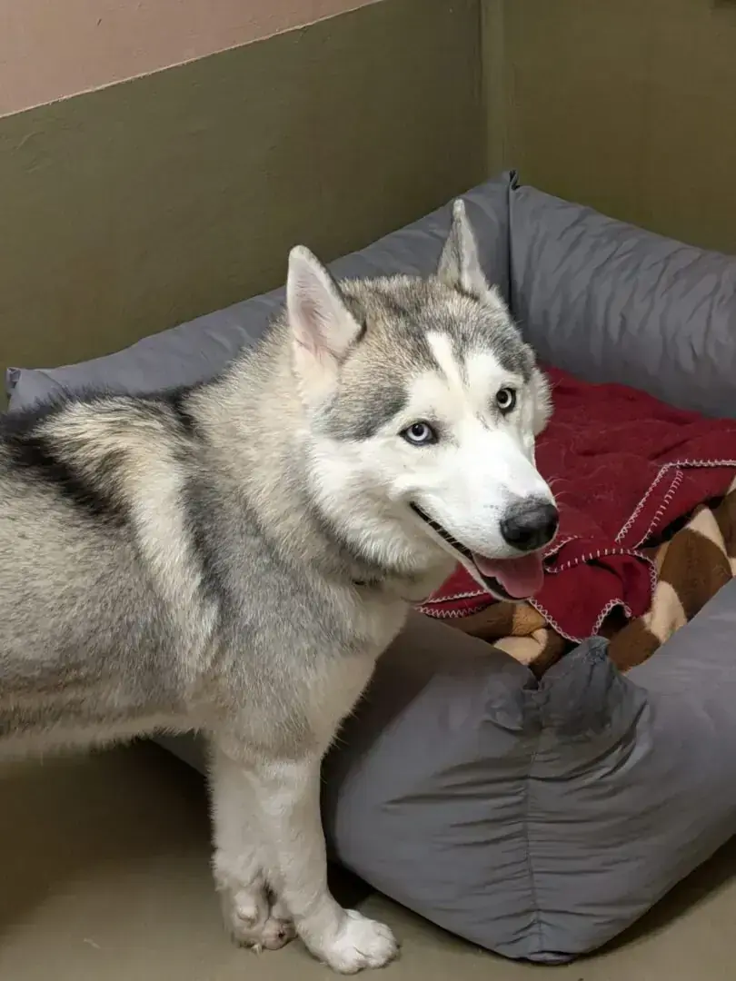 Lucky – Alaskan Malamute – Bild 3