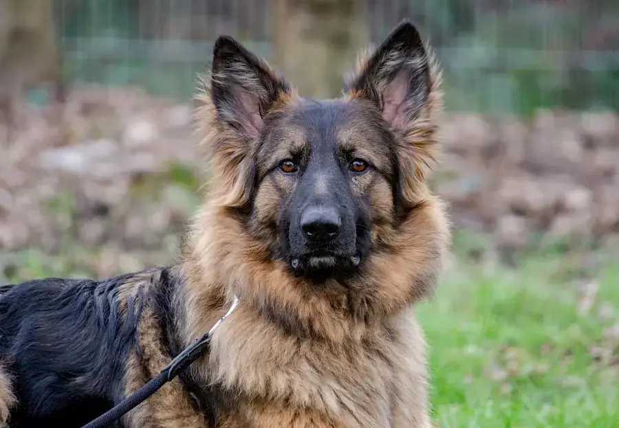 Henry - Deutscher Schäferhund - Bild 4