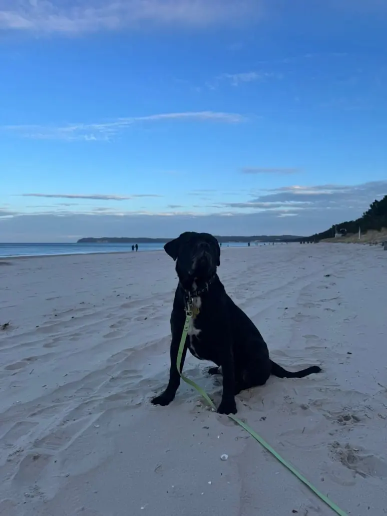 Vito - Cane Corso Italiano - Bild 4