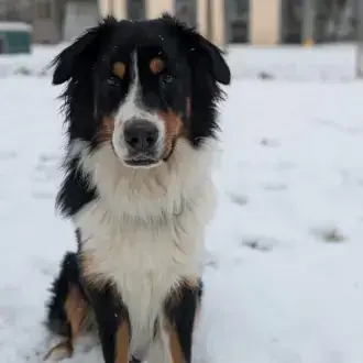 Australian Shepherd Samu