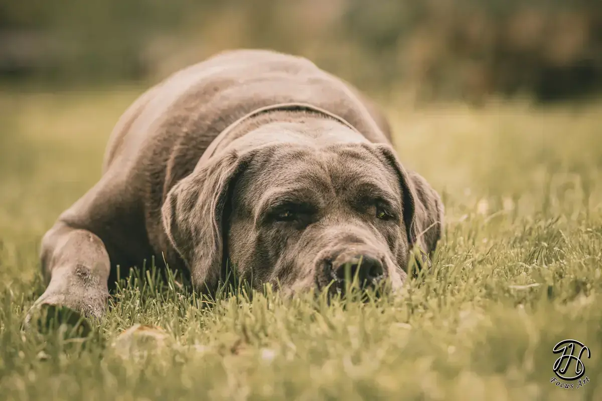 Cane Corso Italiano Nala