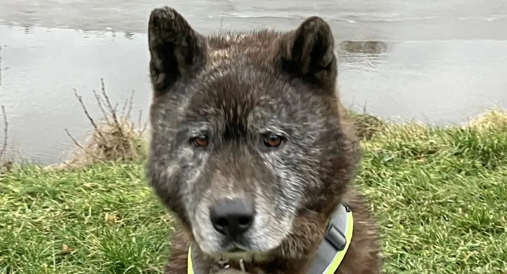 Sam - Akita - Bild 1