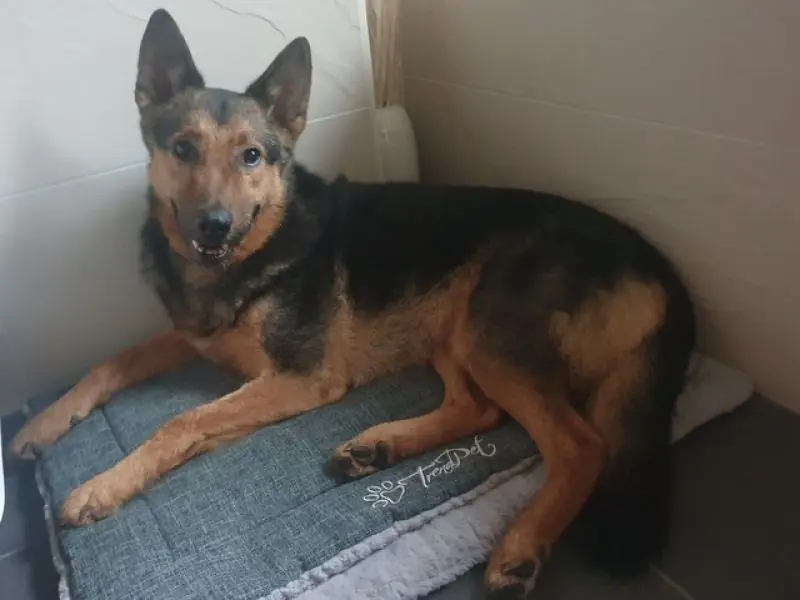 Lando -  - Bild 21