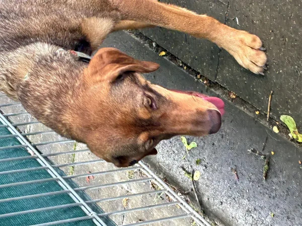Tilda -  - Bild 1