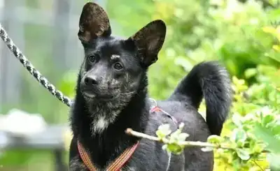 Una – Hund – Bild 2