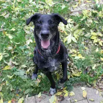 Neo – Labrador Retriever – Bild 5
