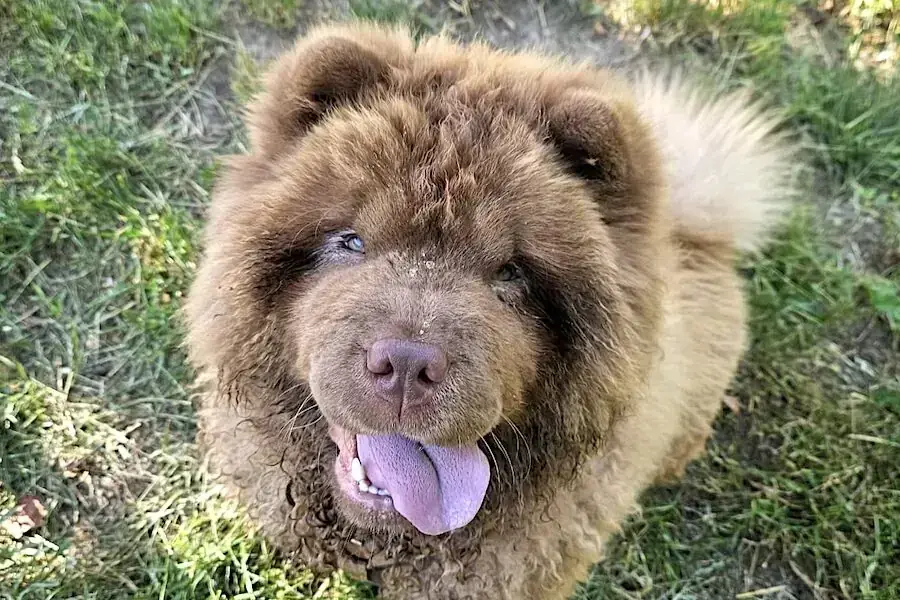 Chow-Chow Cookie