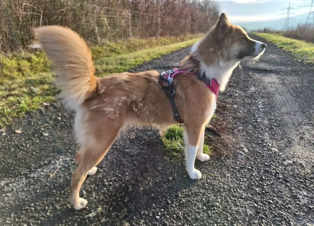 Mandy - Border Collie - Bild 4
