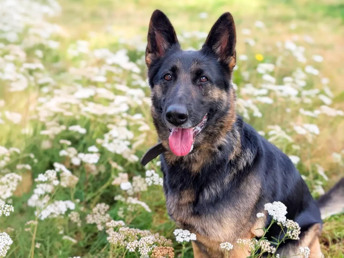 Lissy - Deutscher Schäferhund - Bild 1