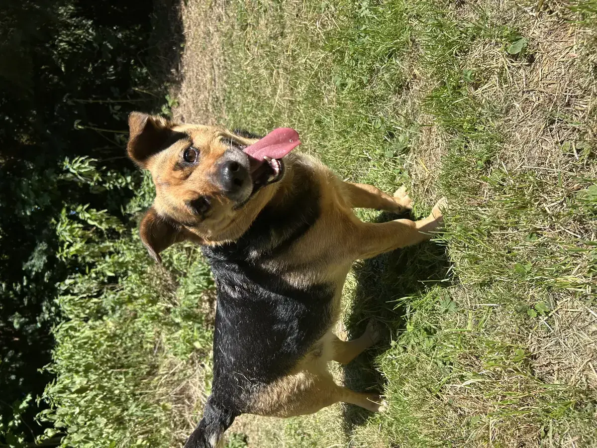Mara -  - Bild 3