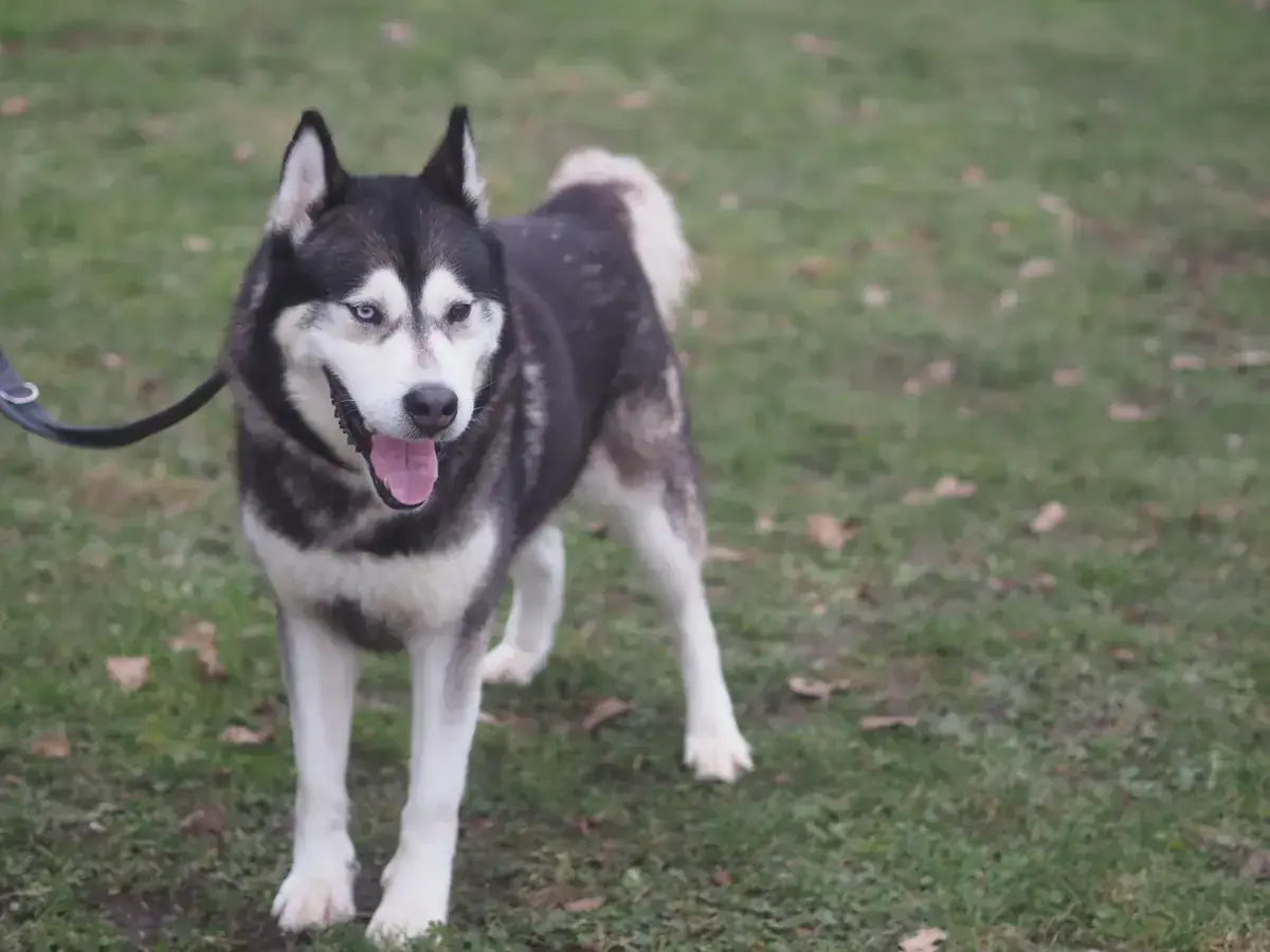 Bolto - Siberian Husky - Bild 1