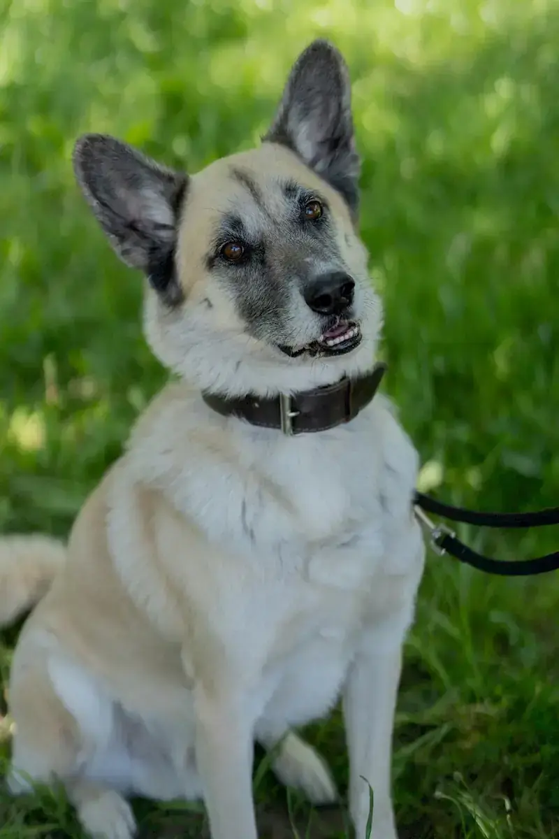 Chester - Deutscher Schäferhund - Bild 3
