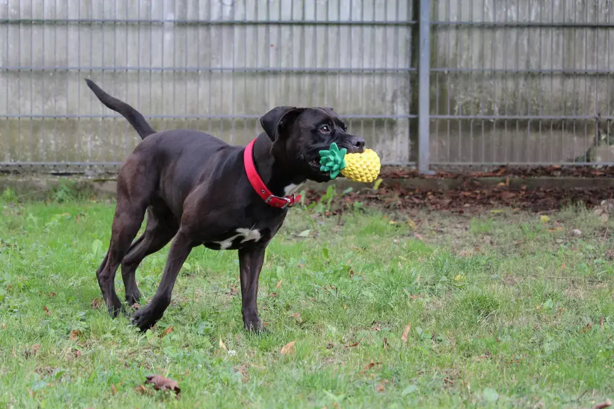 Bobby -  - Bild 8