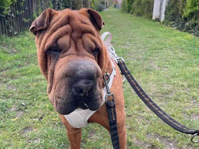Hera -  - Bild 2