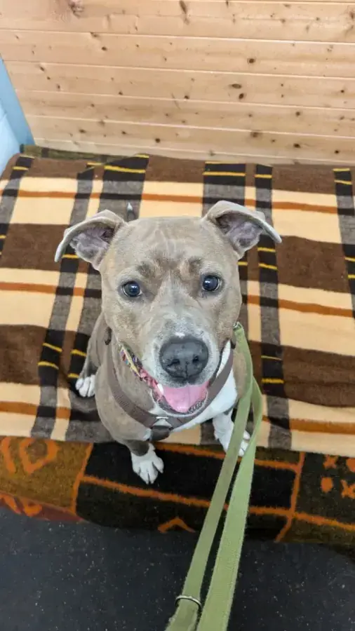 Nora - American Staffordshire Terrier - Bild 1