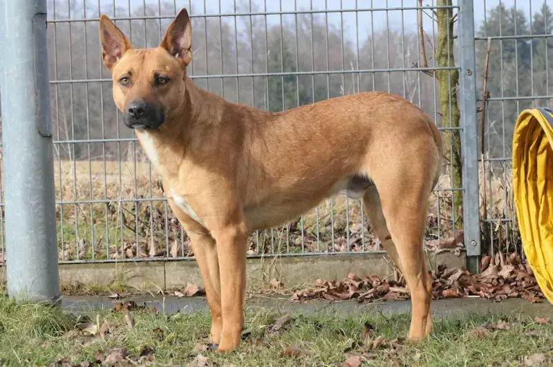 Nando - Dogo Canario - Bild 1