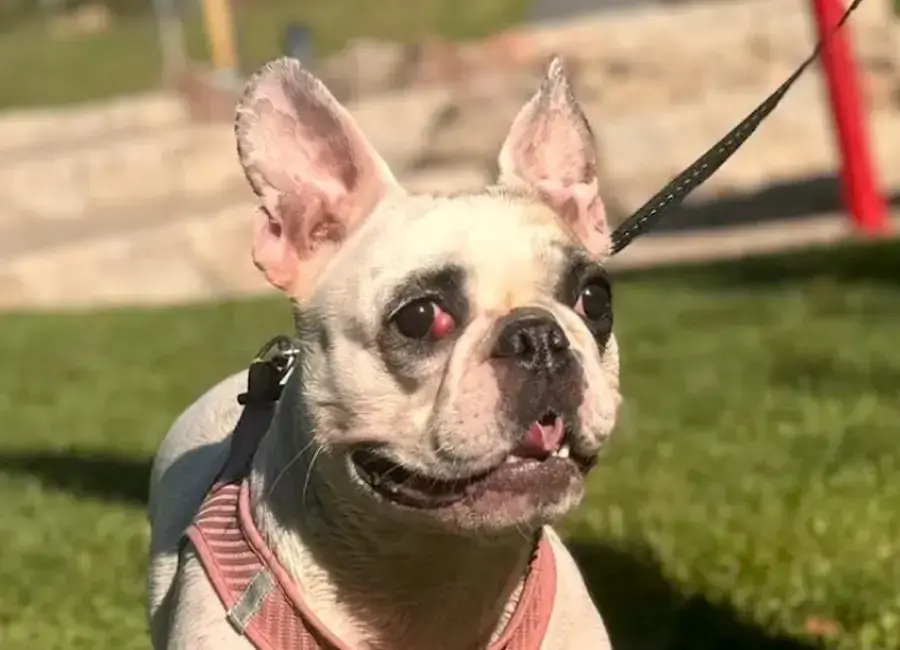 Elsa - Französische Bulldogge - Bild 3