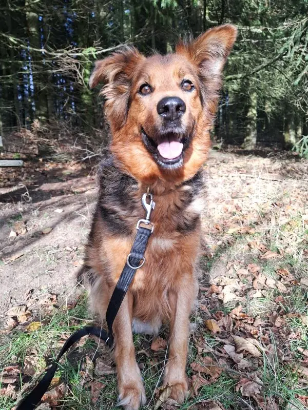 Pumba -  - Bild 2
