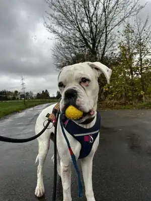 Tyler – Deutscher Boxer – Bild 2