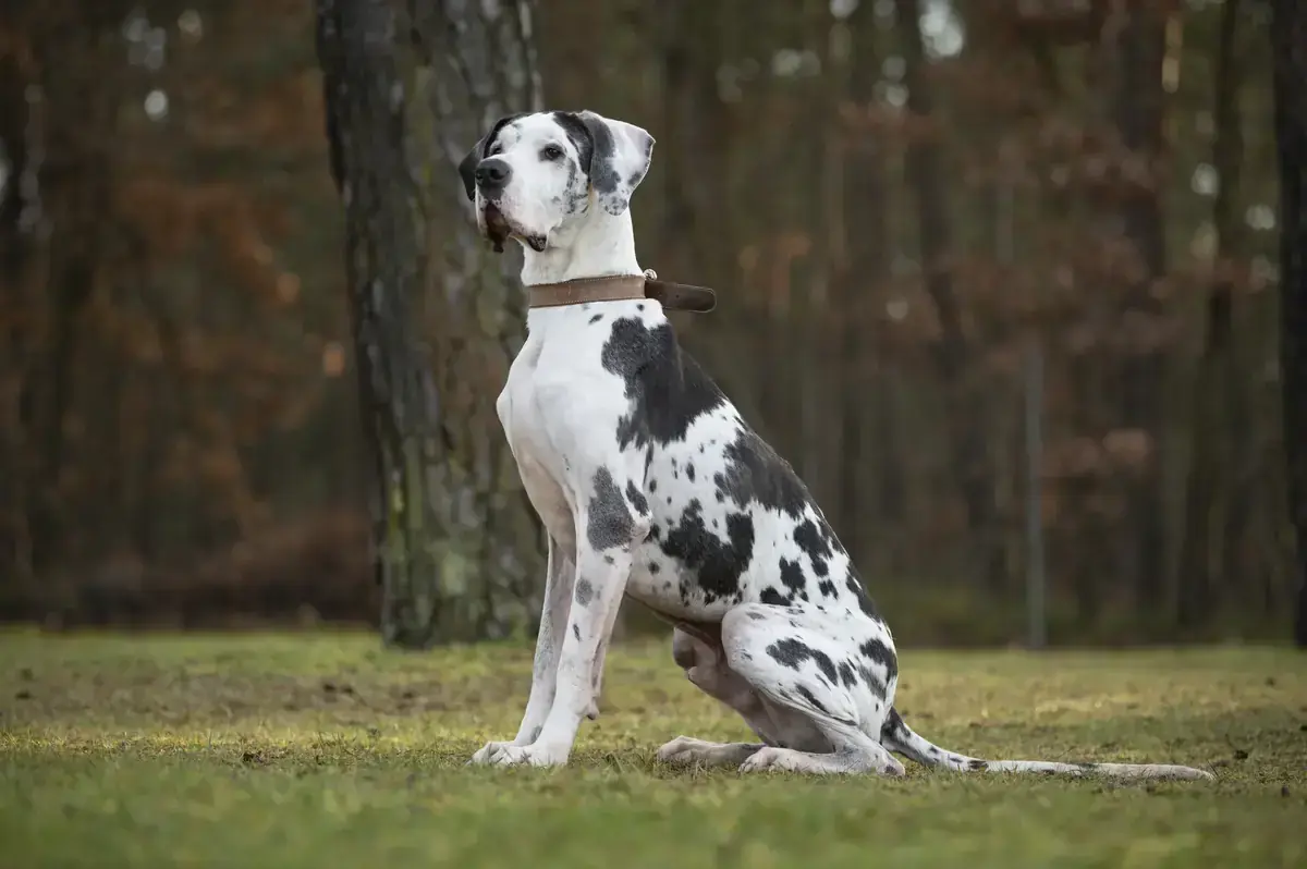 Karl - Deutsche Dogge - Bild 4