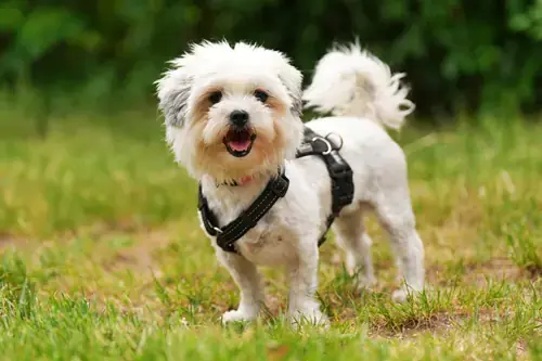Barbie - Shih Tzu - Bild 1