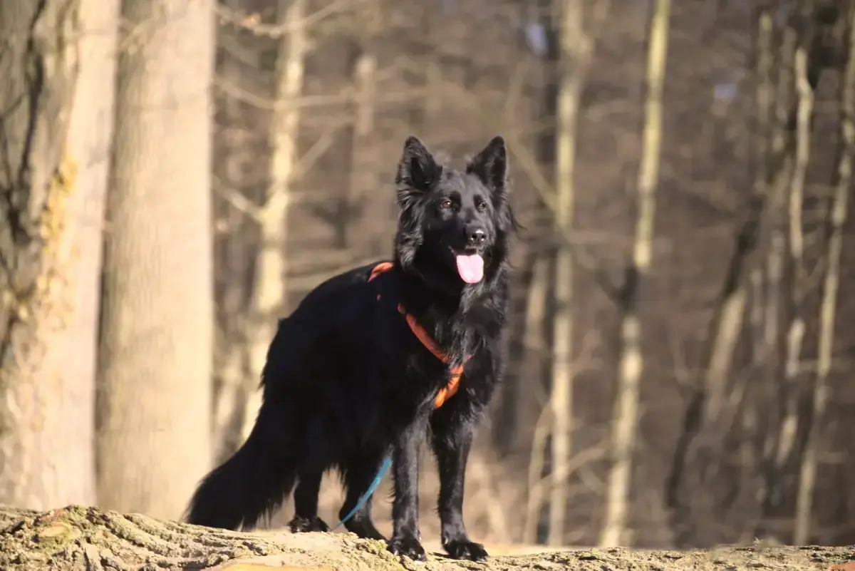 Filou - Deutscher Schäferhund - Bild 9