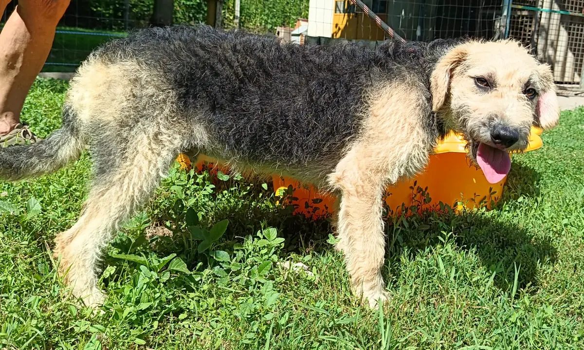 Polly -  - Bild 2