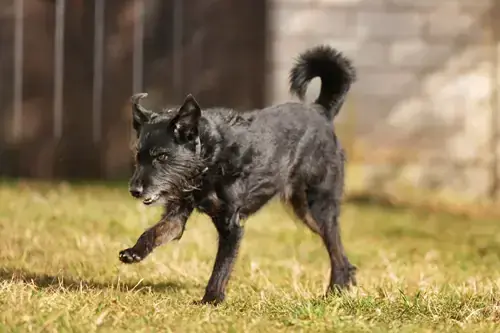 Franz - Riesenschnauzer - Bild 2