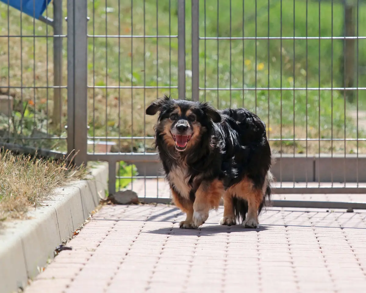 Buddy -  - Bild 5