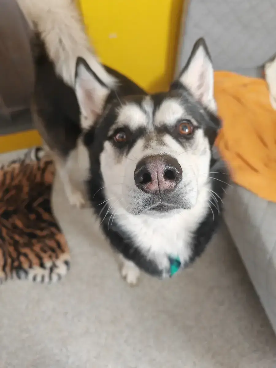 Husky - Siberian Husky - Bild 9
