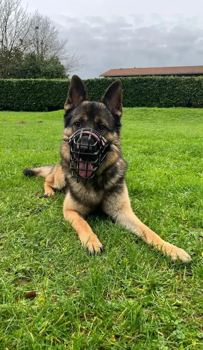 Butch - Deutscher Schäferhund - Bild 2