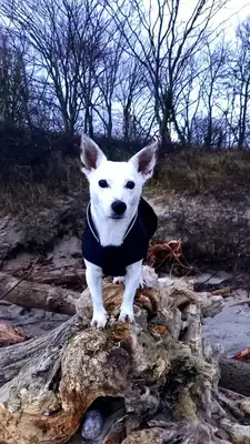 Lizzy – Jack Russell Terrier – Bild 4