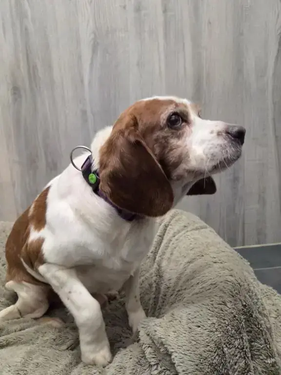 Balu - Deutscher Schäferhund - Bild 5