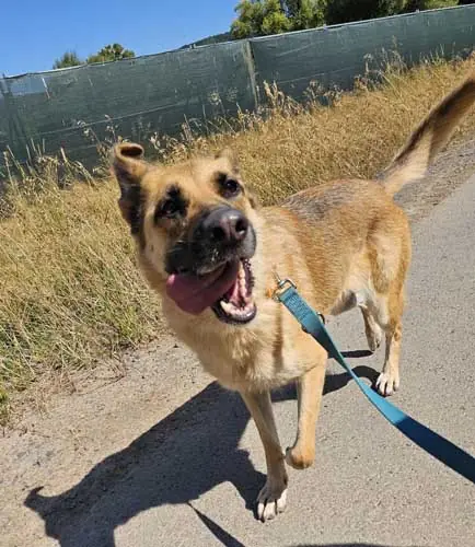 Luna - Deutscher Schäferhund - Bild 3