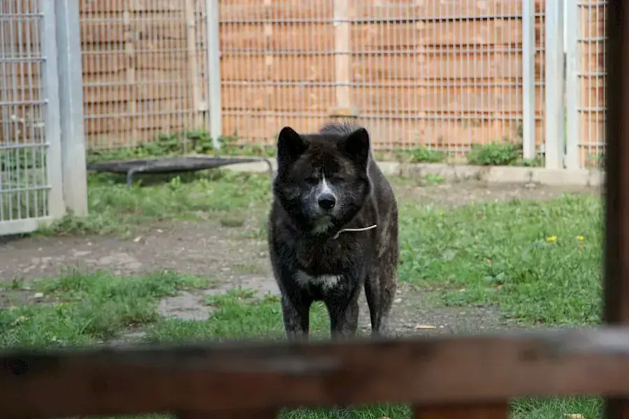Thor - Akita - Bild 9