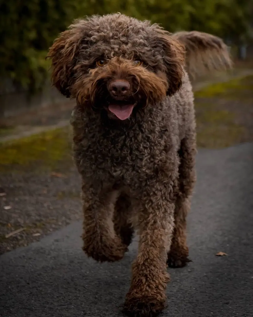 Cody - Lagotto Romagnolo - Bild 2