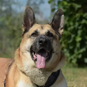 Buddy - Deutscher Schäferhund, Kangal-Hirtenhund, Zentralasiatischer Owtscharka, Do Khyi - Bild 1