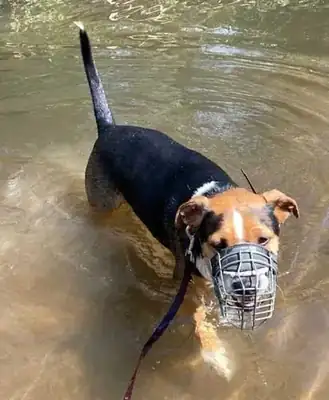 Aro – Appenzeller Sennenhund – Bild 18