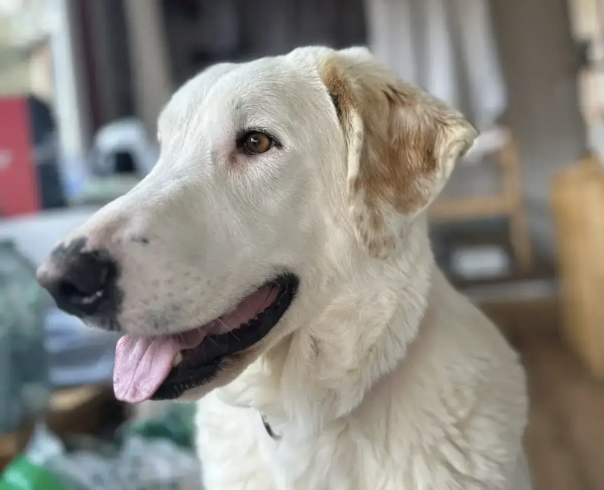 Perla – Labrador Retriever – Bild 3