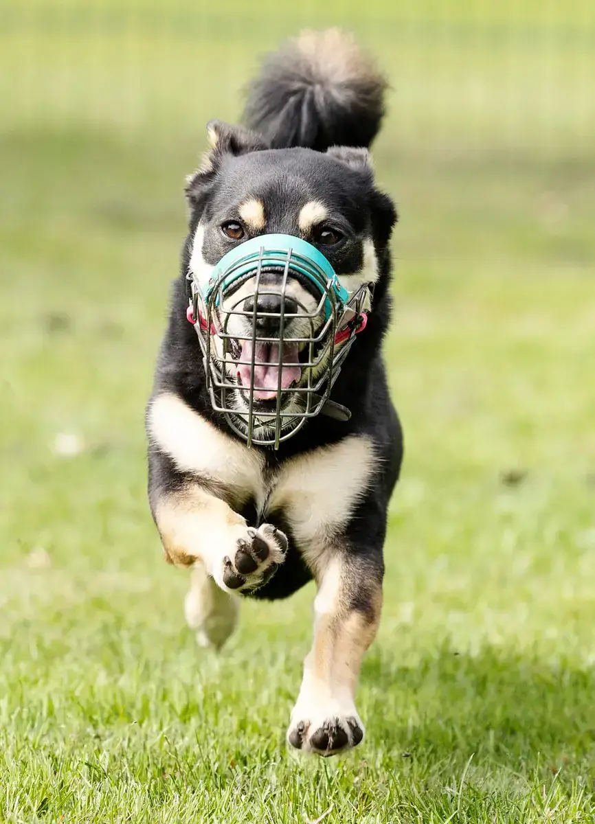 Balu -  - Bild 2