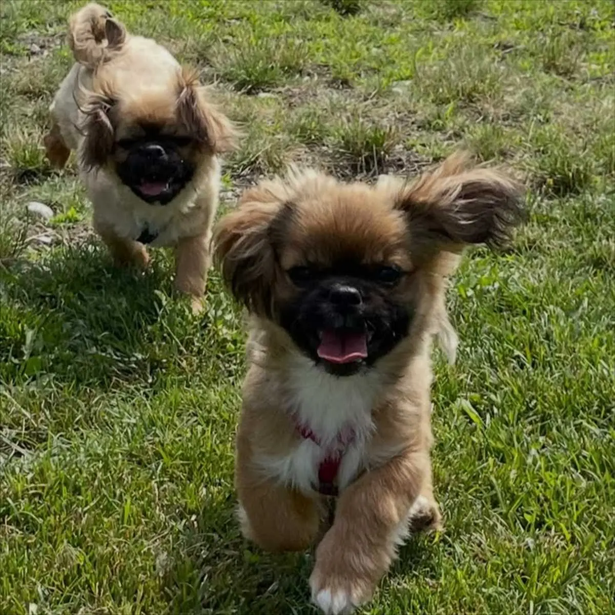 Knete - Pekingese - Bild 1