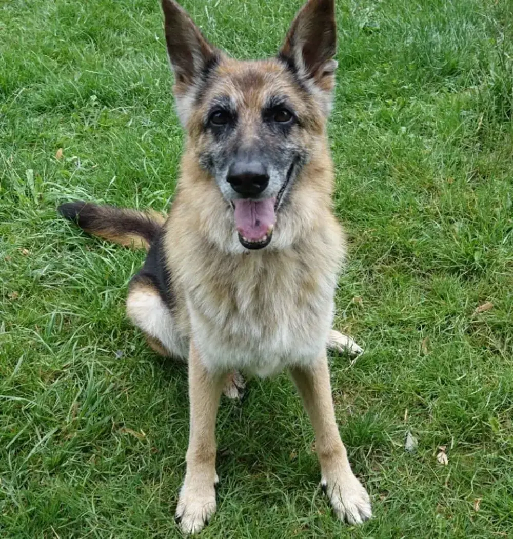 Akeela - Deutscher Schäferhund - Bild 1