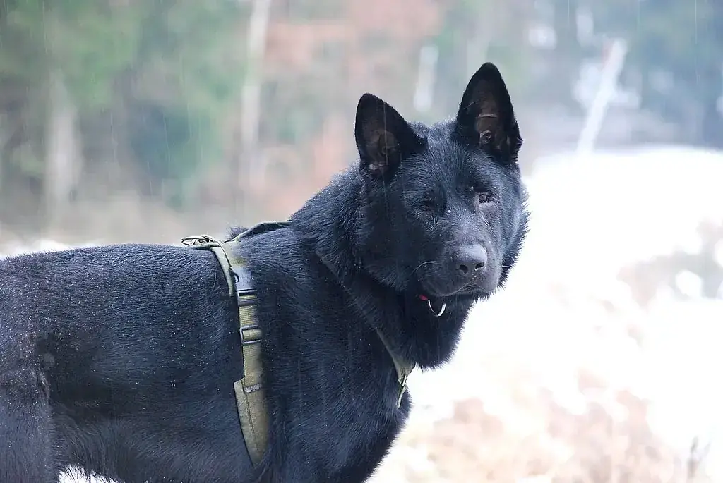 Boomer - Deutscher Schäferhund - Bild 2