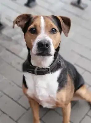 Aro – Appenzeller Sennenhund – Bild 15