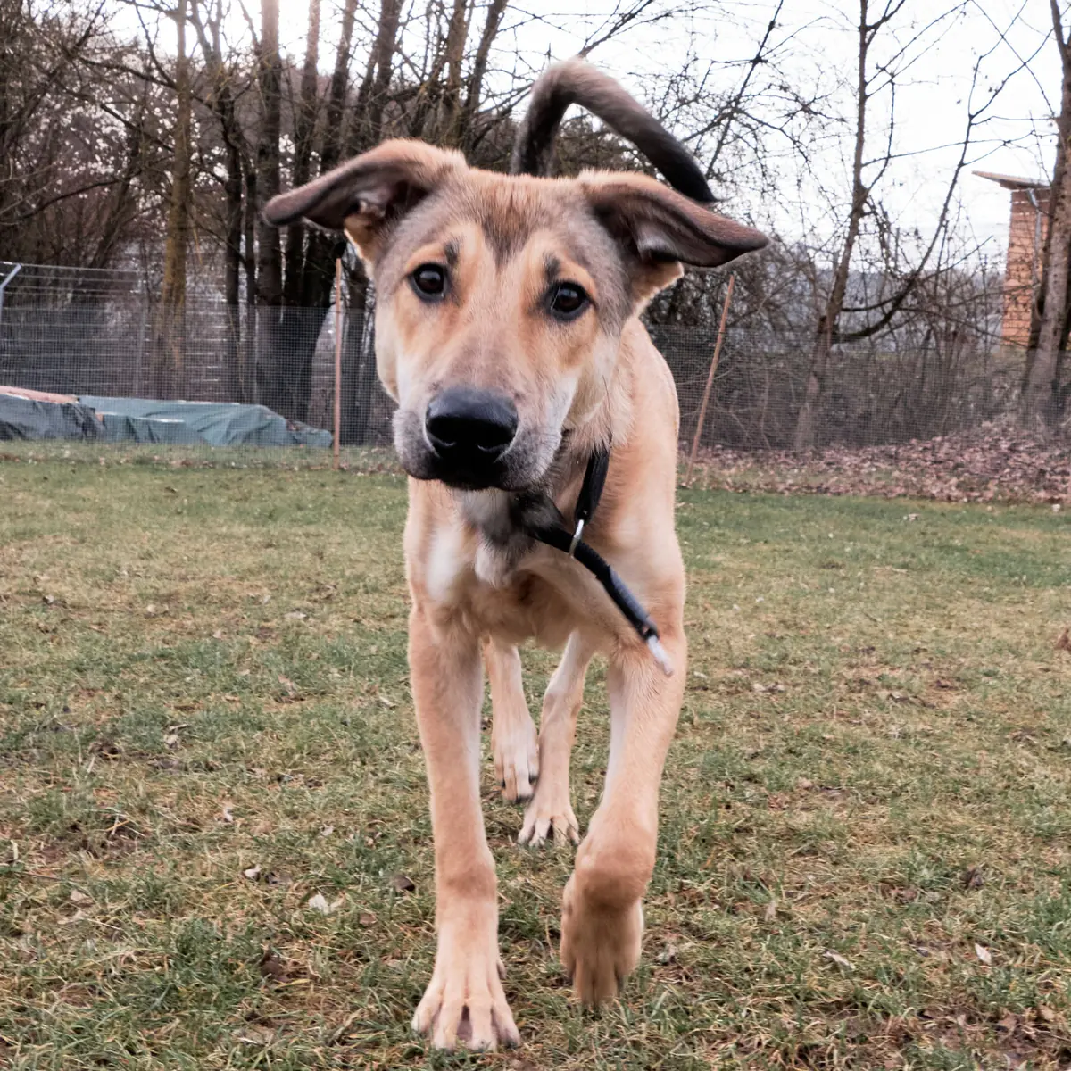 Luigi -  - Bild 1