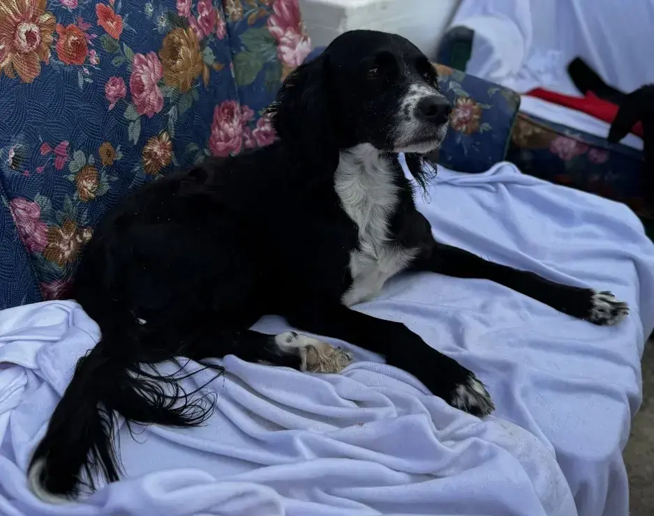 Zeytin -  - Bild 1