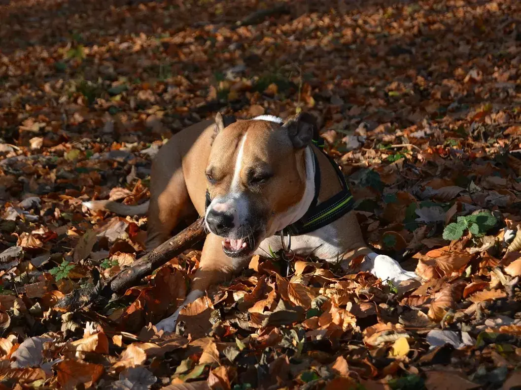 Aiko - American Staffordshire Terrier - Bild 1